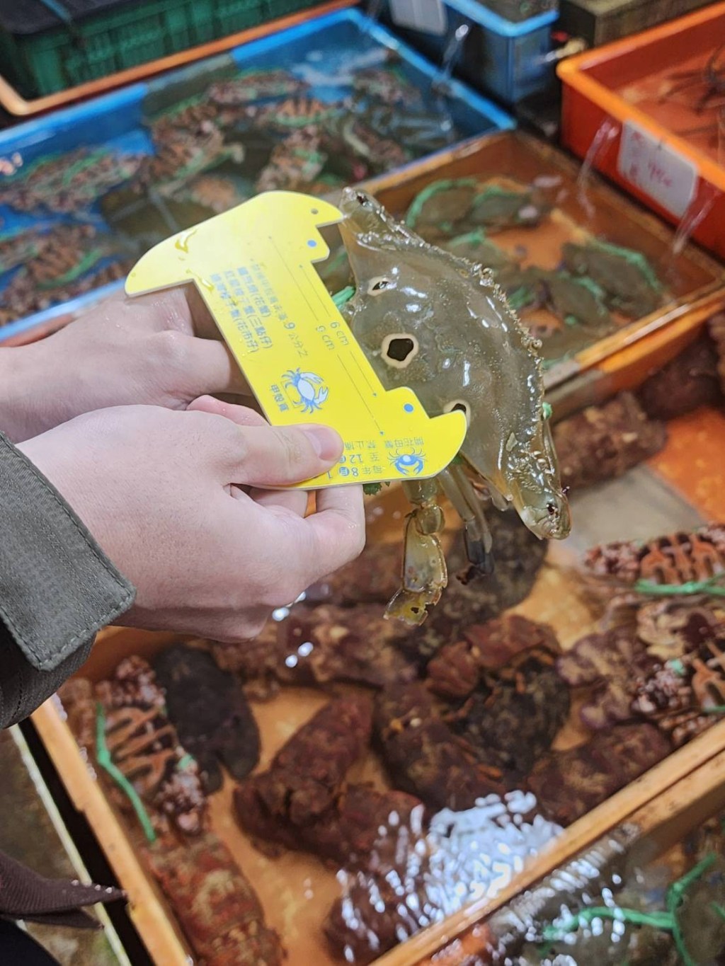 8月1日起至年底禁捕禁售抱卵母蟹 違者最高罰15萬元